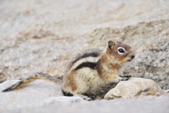 Golden mantle gopher (Callospermophilus lateralis, Spermophilus lateralis), Jasper National Park,