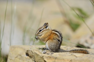 Least chipmunk (Tamias minimus) sitting on a rock eating, Waterton Lakes National Park, Alberta,