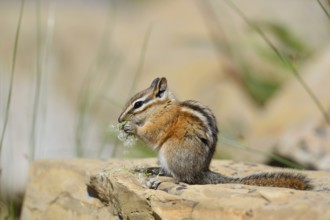 Least chipmunk (Tamias minimus) sitting on a rock eating, Waterton Lakes National Park, Alberta,
