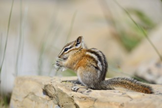 Least chipmunk (Tamias minimus) sitting on a rock eating, Waterton Lakes National Park, Alberta,
