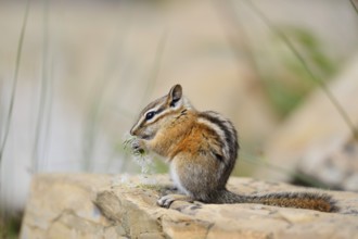 Least chipmunk (Tamias minimus) sitting on a rock eating, Waterton Lakes National Park, Alberta,
