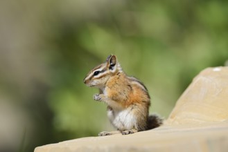 Least chipmunk (Tamias minimus) sitting on a rock, Waterton Lakes National Park, Alberta, Canada