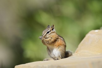 Least chipmunk (Tamias minimus) sitting on a rock eating, Waterton Lakes National Park, Alberta,