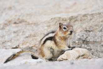 Golden mantle gopher (Callospermophilus lateralis, Spermophilus lateralis), Jasper National Park,