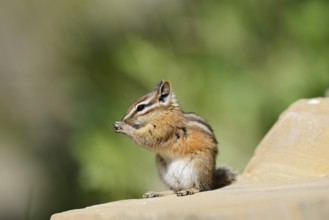 Least chipmunk (Tamias minimus) sitting on a rock eating, Waterton Lakes National Park, Alberta,