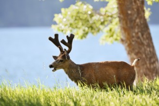 Mule deer or big-eared deer (Odocoileus hemionus), deer with velvet antlers, Waterton Lakes
