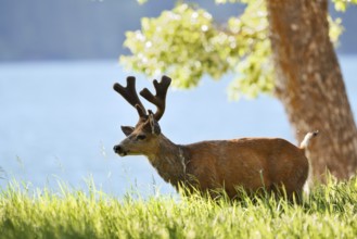Mule deer or big-eared deer (Odocoileus hemionus), deer with velvet antlers, Waterton Lakes