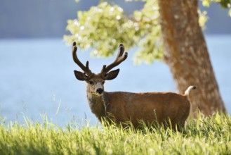Mule deer or big-eared deer (Odocoileus hemionus), deer with velvet antlers, Waterton Lakes