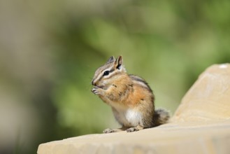 Least chipmunk (Tamias minimus) sitting on a rock eating, Waterton Lakes National Park, Alberta,