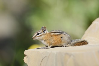Least chipmunk (Tamias minimus) sitting on a rock, Waterton Lakes National Park, Alberta, Canada