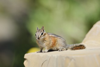Least chipmunk (Tamias minimus) sitting on a rock, Waterton Lakes National Park, Alberta, Canada