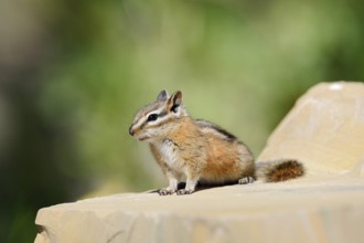 Least chipmunk (Tamias minimus) sitting on a rock, Waterton Lakes National Park, Alberta, Canada