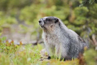 Hoary marmot (Marmota caligata), Mount Revelstoke National Park, British Columbia, Canada