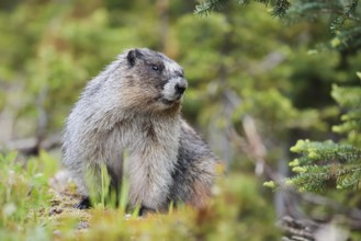 Hoary marmot (Marmota caligata), Mount Revelstoke National Park, British Columbia, Canada