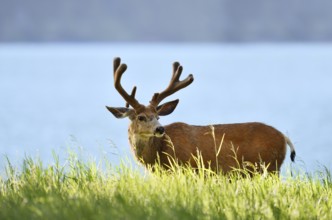 Mule deer or big-eared deer (Odocoileus hemionus), deer with velvet antlers, Waterton Lakes