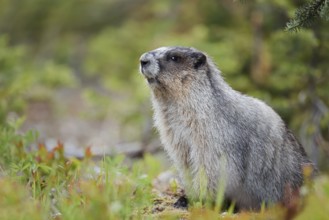 Hoary marmot (Marmota caligata), Mount Revelstoke National Park, British Columbia, Canada
