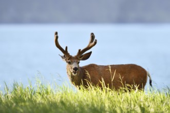 Mule deer or big-eared deer (Odocoileus hemionus), deer with velvet antlers, Waterton Lakes