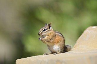 Least chipmunk (Tamias minimus) sitting on a rock eating, Waterton Lakes National Park, Alberta,