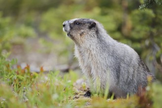 Hoary marmot (Marmota caligata), Mount Revelstoke National Park, British Columbia, Canada