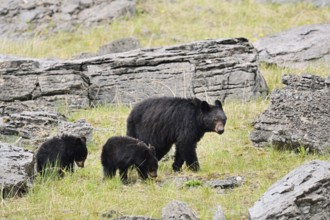 American Black Bear (Ursus americanus), female with cubs, Jasper National Park, Alberta, Canada