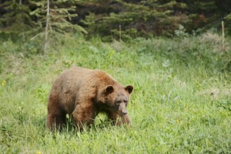 American Black Bear (Ursus americanus), cinnamon-coloured morph, Waterton Lakes National Park,