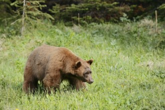 American Black Bear (Ursus americanus), cinnamon-coloured morph, Waterton Lakes National Park,