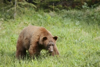 American Black Bear (Ursus americanus), cinnamon-coloured morph, Waterton Lakes National Park,