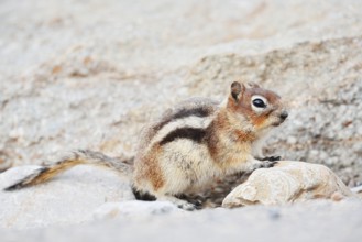 Golden mantle gopher (Callospermophilus lateralis, Spermophilus lateralis), Jasper National Park,