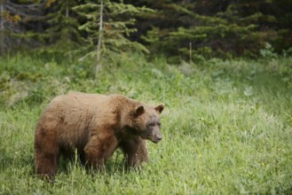 American Black Bear (Ursus americanus), cinnamon-coloured morph, Waterton Lakes National Park,