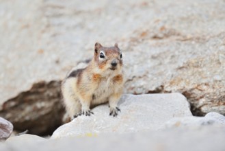 Golden mantle gopher (Callospermophilus lateralis, Spermophilus lateralis), Jasper National Park,