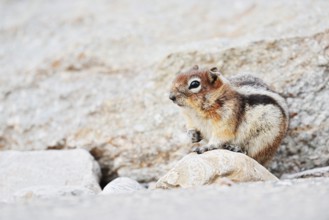 Golden mantle gopher (Callospermophilus lateralis, Spermophilus lateralis), Jasper National Park,