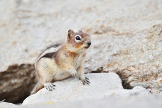 Golden mantle gopher (Callospermophilus lateralis, Spermophilus lateralis), Jasper National Park,
