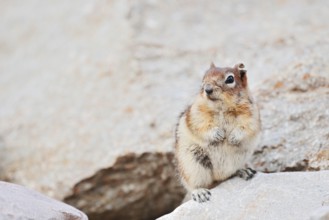 Golden mantle gopher (Callospermophilus lateralis, Spermophilus lateralis), Jasper National Park,