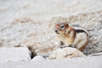 Golden mantle gopher (Callospermophilus lateralis, Spermophilus lateralis), Jasper National Park,