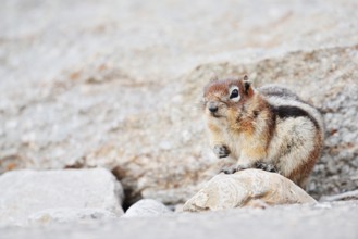 Golden mantle gopher (Callospermophilus lateralis, Spermophilus lateralis), Jasper National Park,