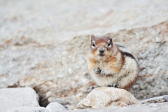 Golden mantle gopher (Callospermophilus lateralis, Spermophilus lateralis), Jasper National Park,