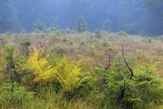 Worm fern (Dryopteris filix-mas) and small pines (Pinus) in a raised bog, Leptosporangiate ferns