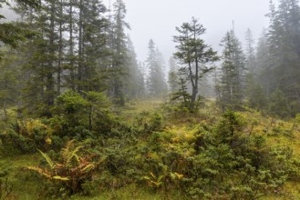 Pines (Pinus) in high moorland, pine family (Pinaceae), worm fern (Dryopteris filix-mas), autumn,