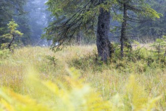 Pine (Pinus) in high moorland, Pine family (Pinaceae), Furkajoch, Vorarlberg, Austria