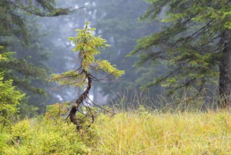 Small crooked pine (Pinus) in high moor, pine family (Pinaceae), Furkajoch, Vorarlberg, Austria