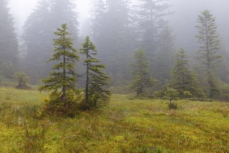 Pines (Pinus) in high moorland, Pine family (Pinaceae), autumn, Furkajoch, Vorarlberg, Austria