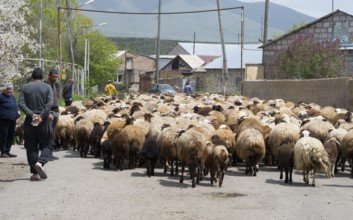 People and a large flock of sheep on a village road surrounded by mountains, Kuchak, Aragatsotn