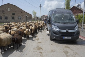 A flock of sheep shares the road with a car, a man fills up with water from a watering can, camper,