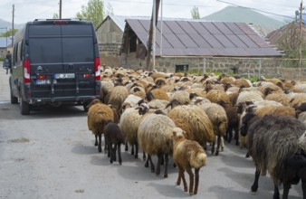 Rear view of a flock of sheep and a vehicle on a narrow road in a village, Camper, Kuchak,