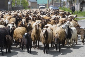Many goats on a village road in a rural setting. People accompany the herd, Kuchak, Aragatsotn