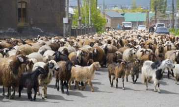 Large herd of goats and sheep wandering through a village on a road with some people and cars in