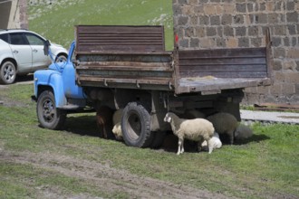 An old blue lorry stands in a meadow, surrounded by sheep, next to a brick wall, sheep seek shelter
