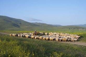 A shepherd leads a flock of sheep across a vast green pasture with rolling hills in the background