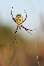 Wasp spider (Argiope bruennichi), female in web, North Rhine-Westphalia, Germany
