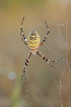 Wasp spider (Argiope bruennichi), female in web, North Rhine-Westphalia, Germany
